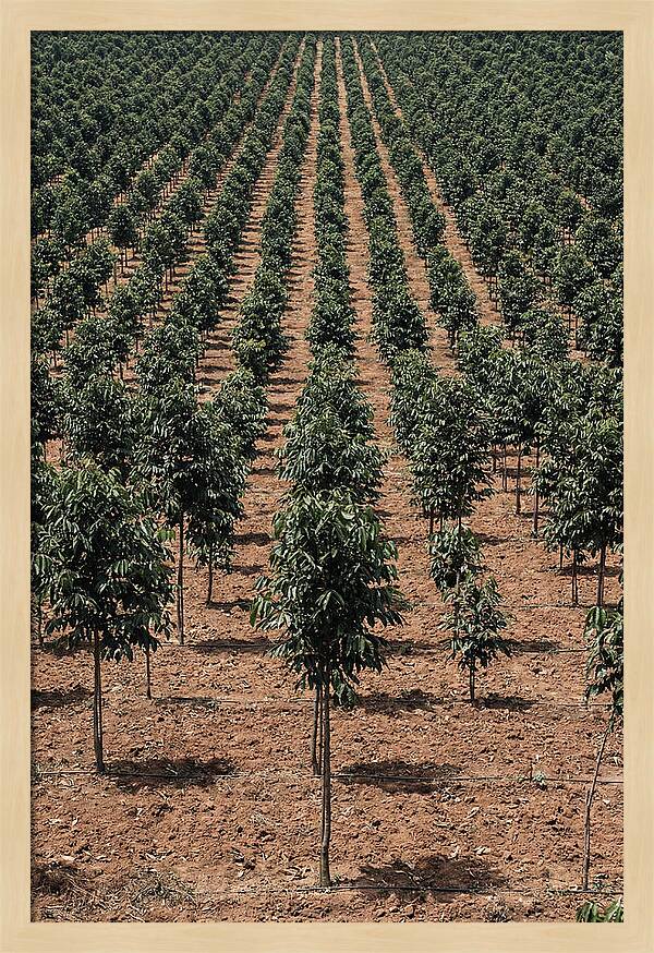 Tree Plantation Harmony