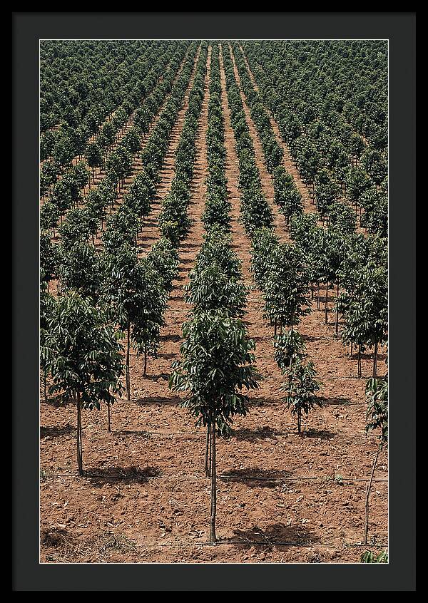 Tree Plantation Harmony