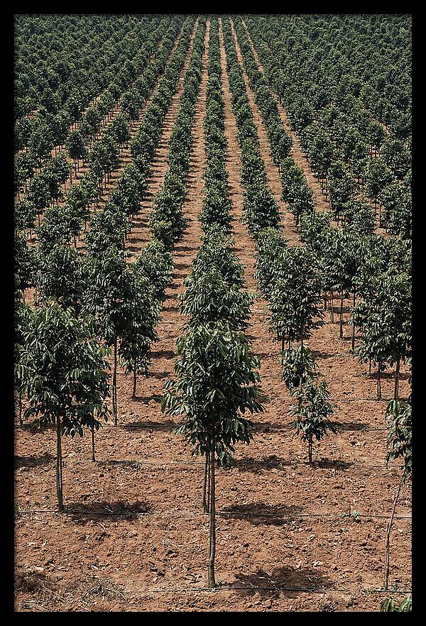 Tree Plantation Harmony