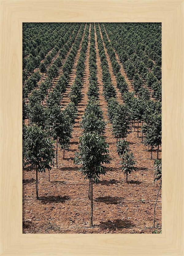 Tree Plantation Harmony