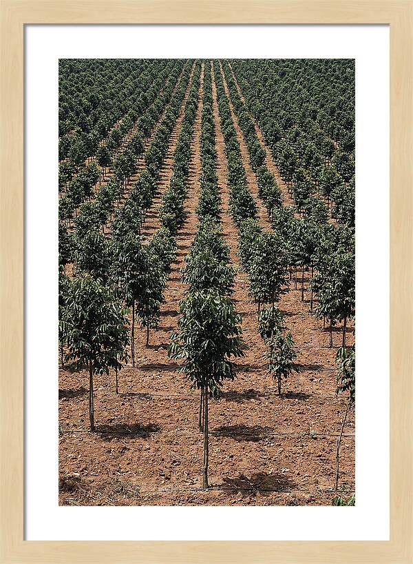 Tree Plantation Harmony