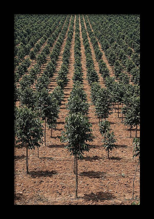 Tree Plantation Harmony