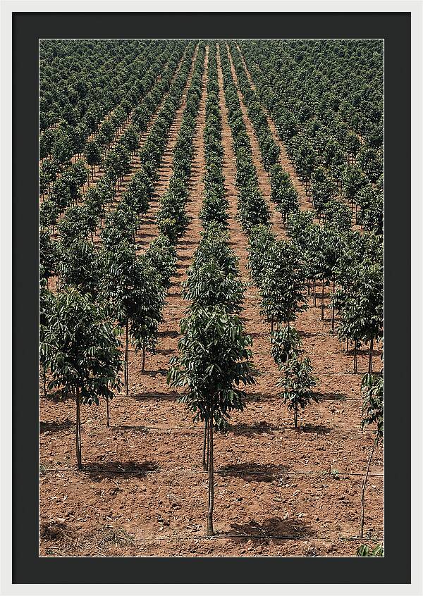 Tree Plantation Harmony