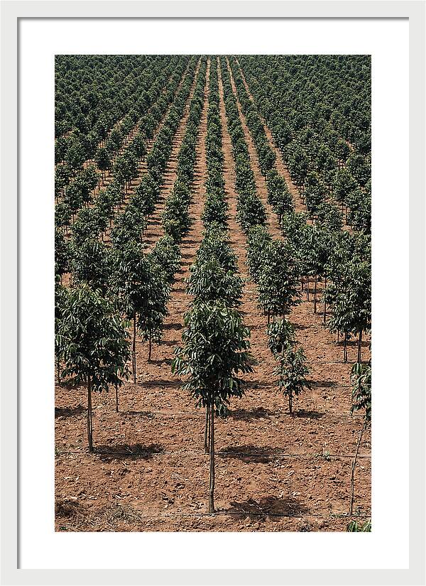 Tree Plantation Harmony