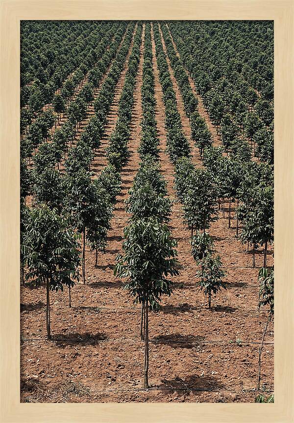 Tree Plantation Harmony