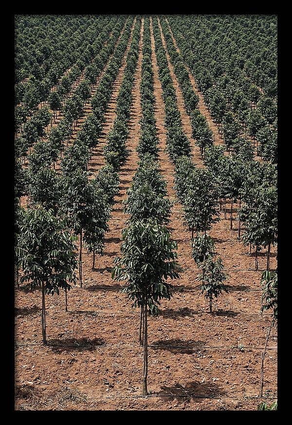 Tree Plantation Harmony