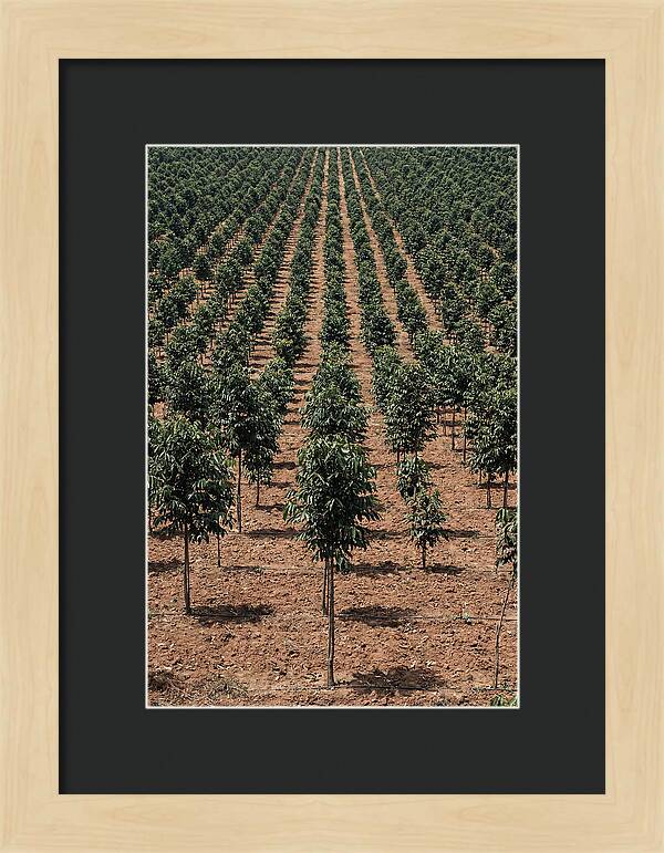 Tree Plantation Harmony