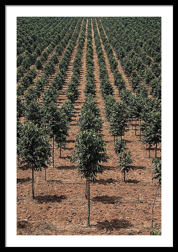 Tree Plantation Harmony