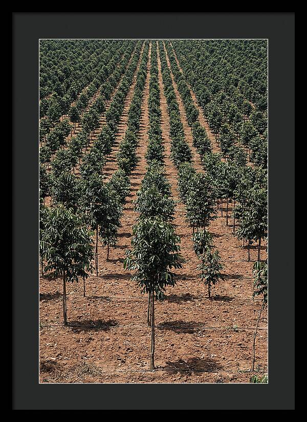 Tree Plantation Harmony