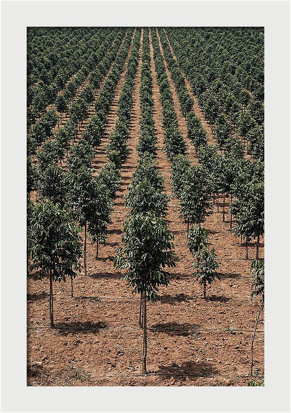Tree Plantation Harmony