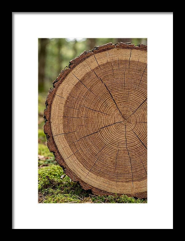 Tree Ring Cross Section