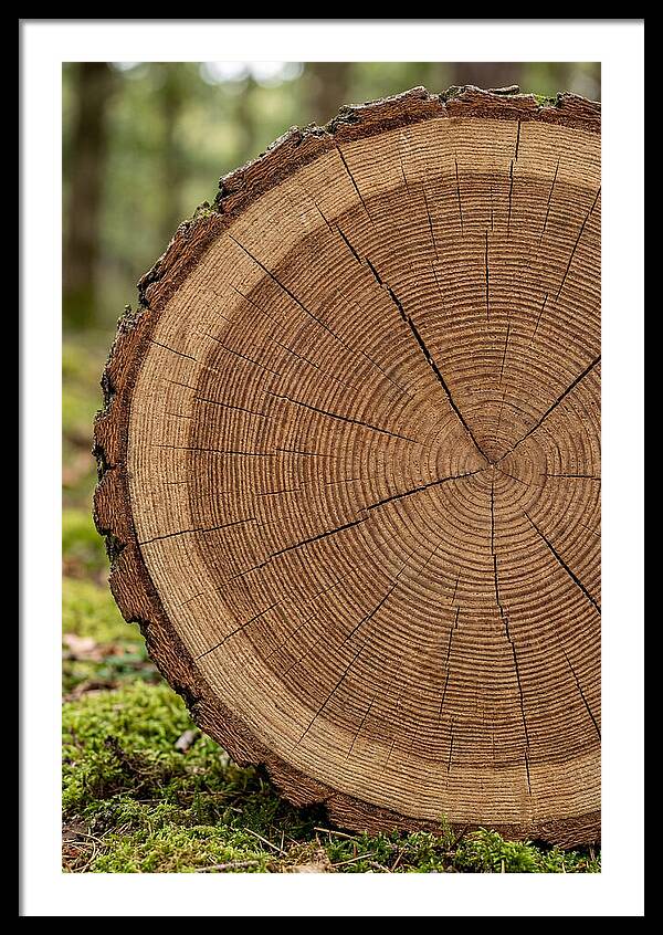 Tree Ring Cross Section
