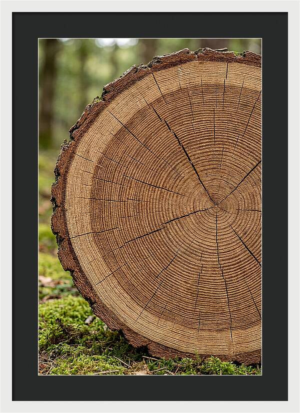 Tree Ring Cross Section