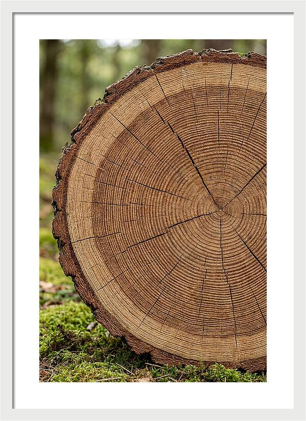 Tree Ring Cross Section