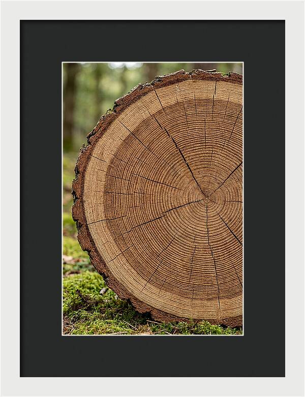 Tree Ring Cross Section