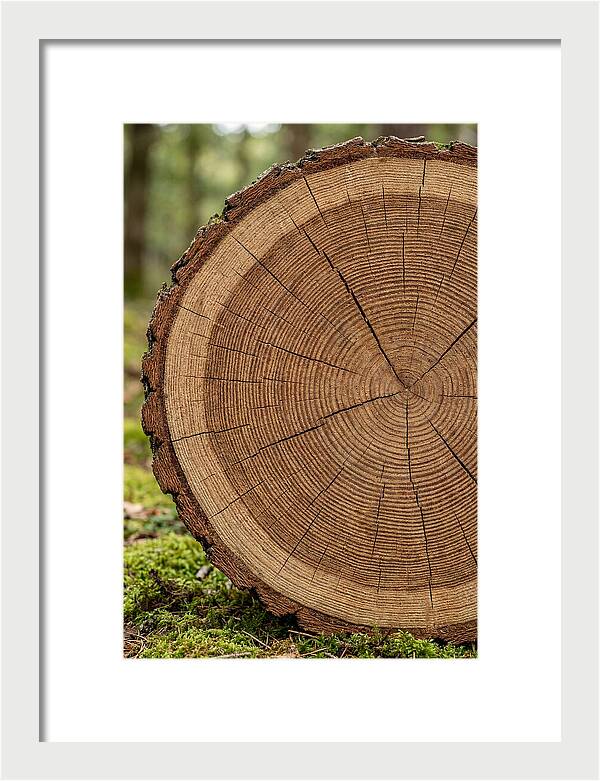 Tree Ring Cross Section