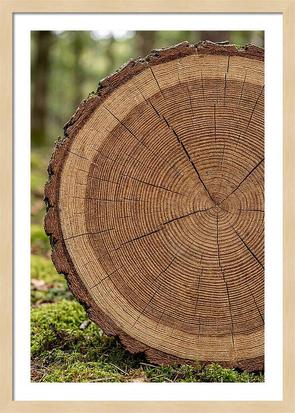 Tree Ring Cross Section