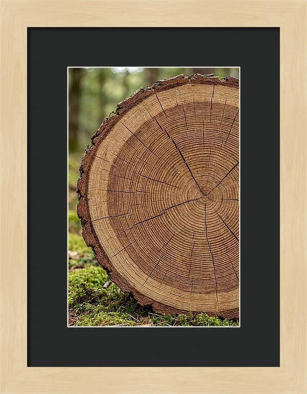 Tree Ring Cross Section