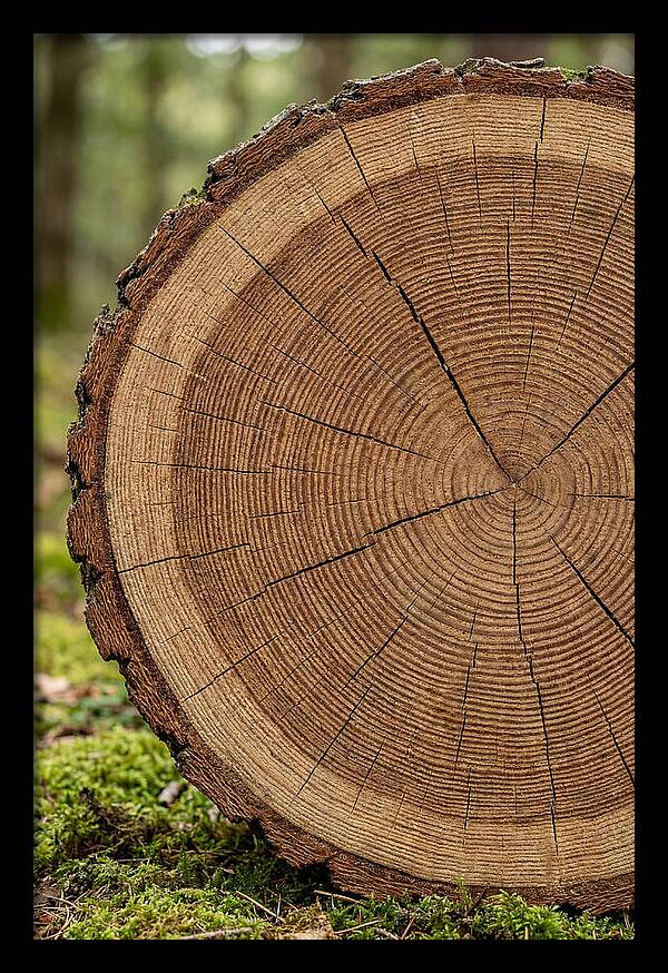 Tree Ring Cross Section