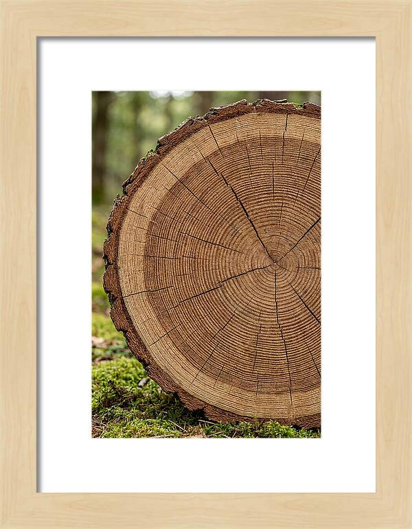Tree Ring Cross Section