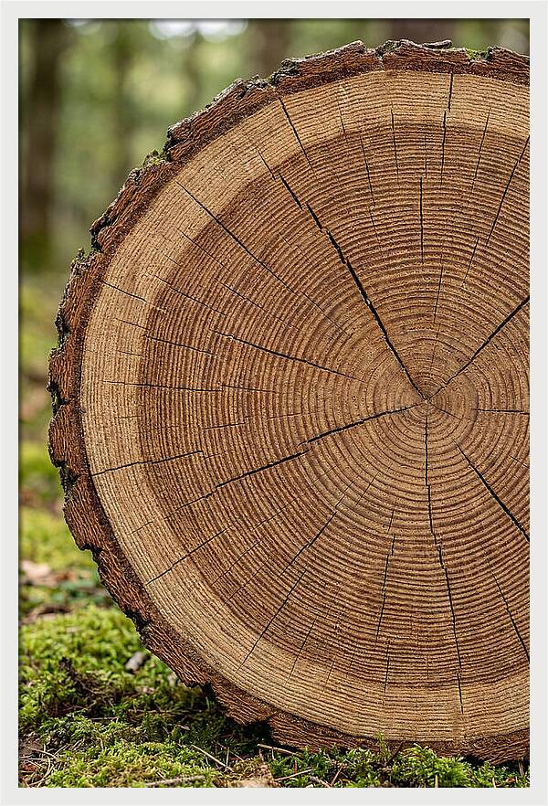 Tree Ring Cross Section