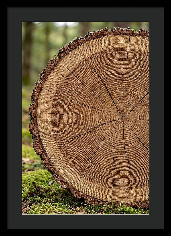 Tree Ring Cross Section