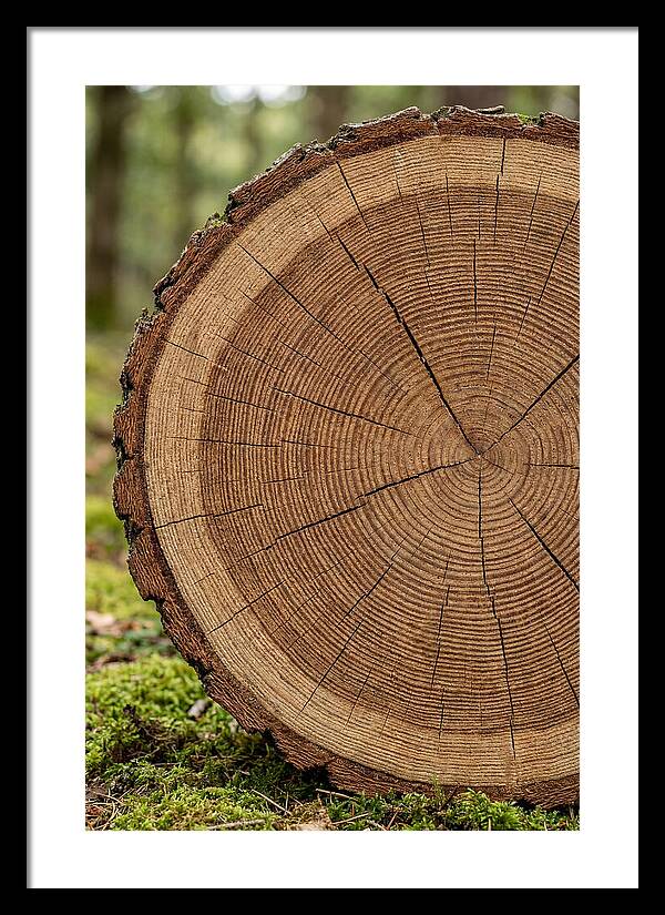 Tree Ring Cross Section