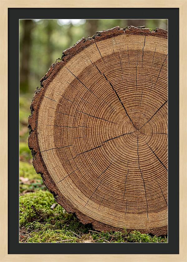 Tree Ring Cross Section