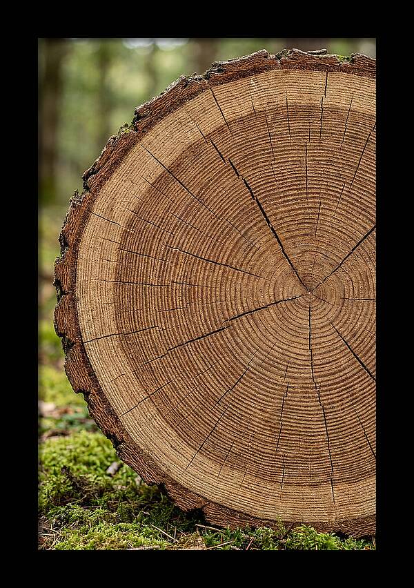 Tree Ring Cross Section