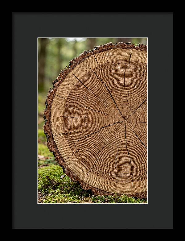 Tree Ring Cross Section
