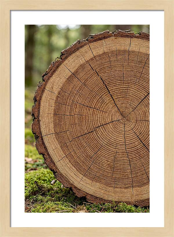 Tree Ring Cross Section