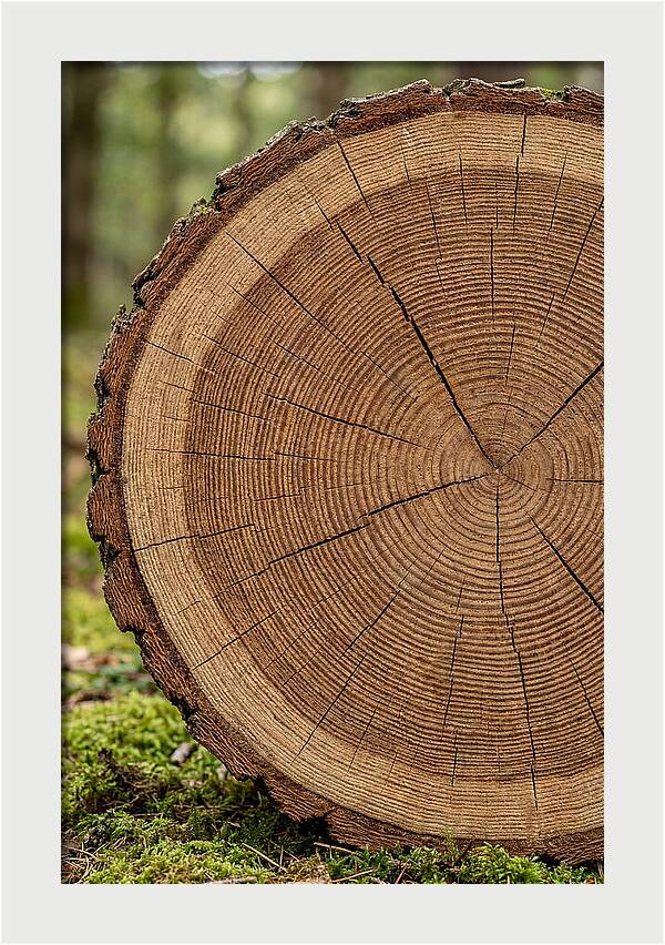 Tree Ring Cross Section