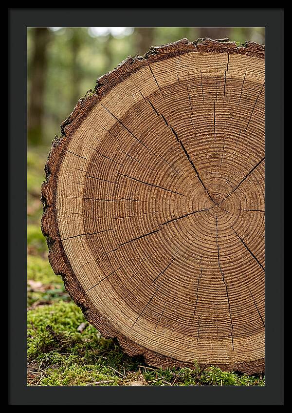 Tree Ring Cross Section