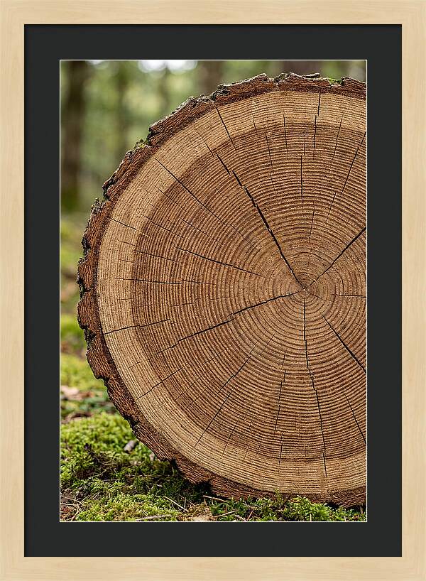 Tree Ring Cross Section