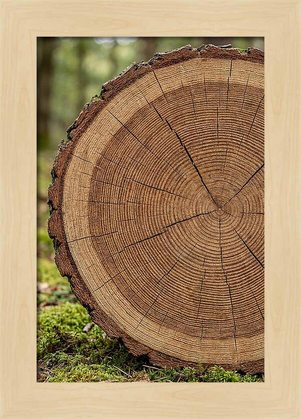 Tree Ring Cross Section