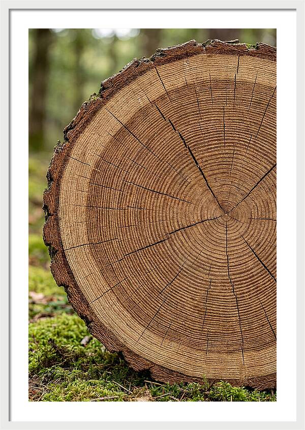 Tree Ring Cross Section
