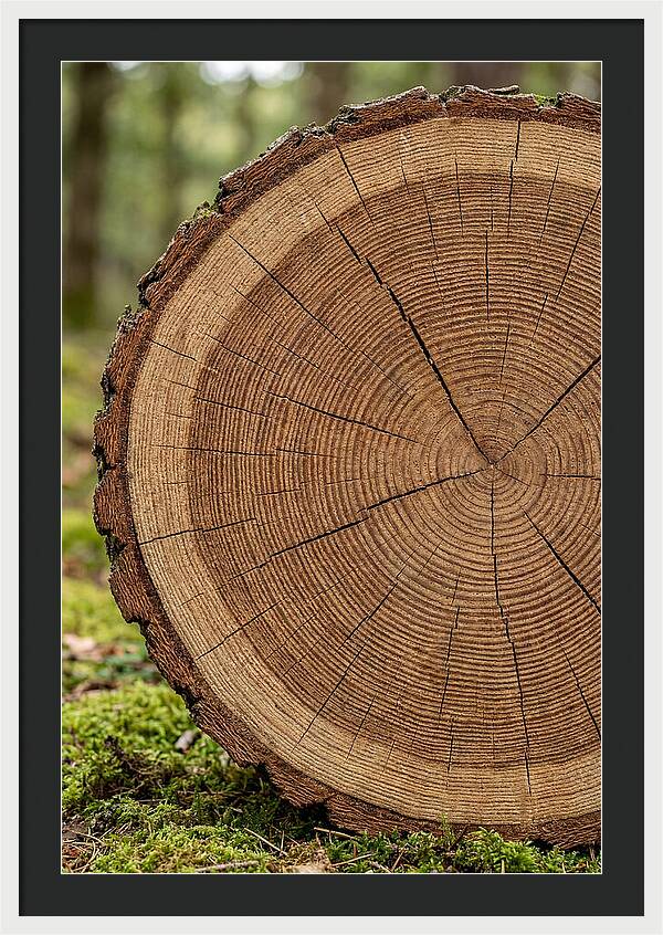 Tree Ring Cross Section