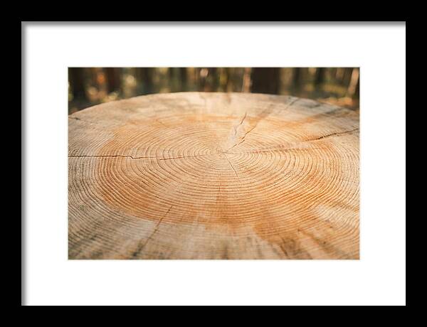 Tree Ring Cross Section
