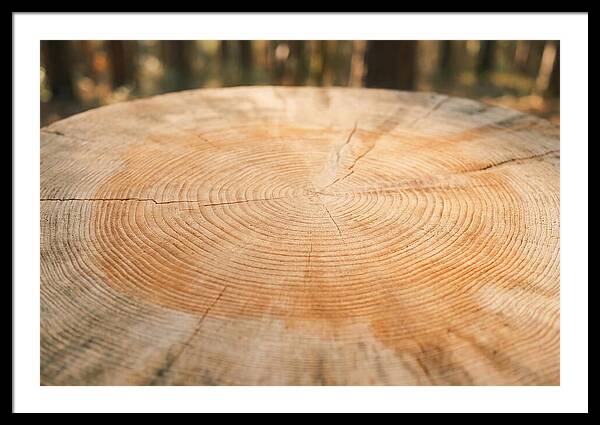 Tree Ring Cross Section