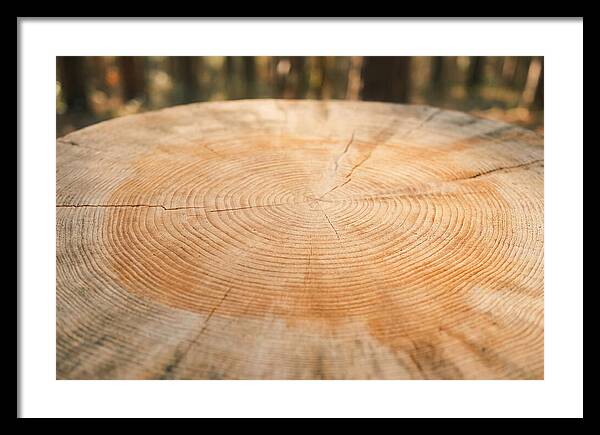 Tree Ring Cross Section