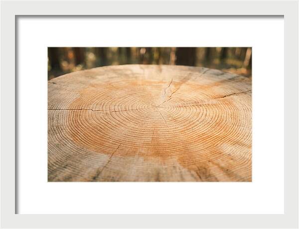 Tree Ring Cross Section