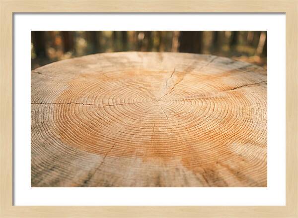 Tree Ring Cross Section