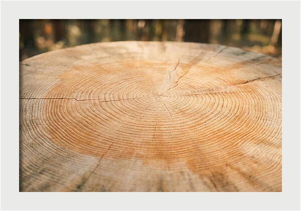 Tree Ring Cross Section