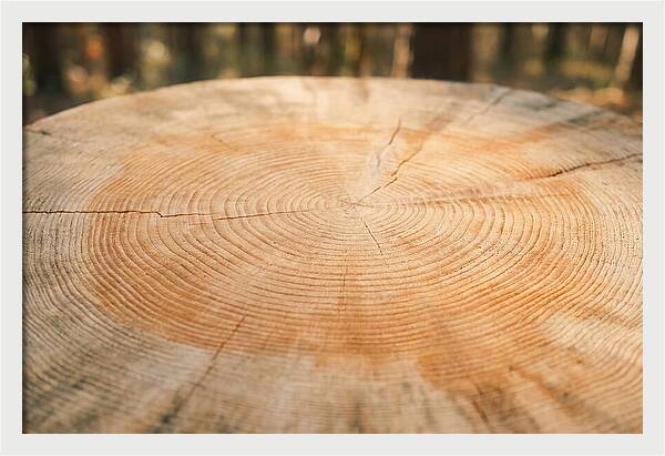 Tree Ring Cross Section