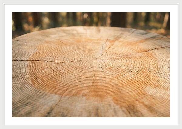 Tree Ring Cross Section