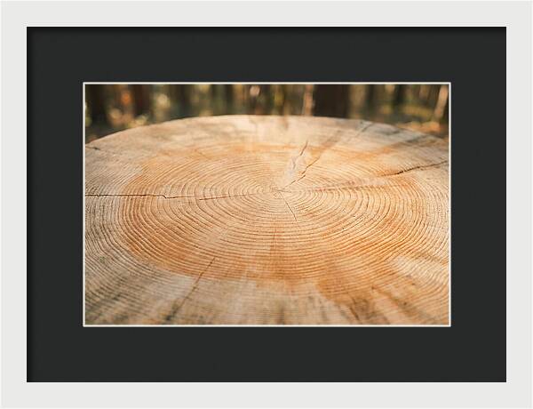 Tree Ring Cross Section