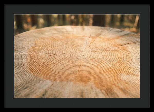 Tree Ring Cross Section