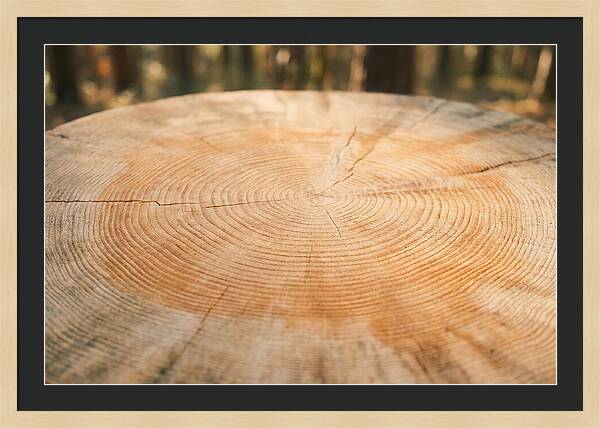Tree Ring Cross Section