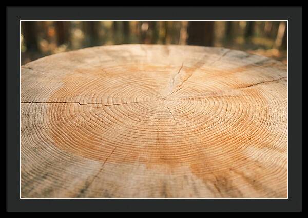 Tree Ring Cross Section
