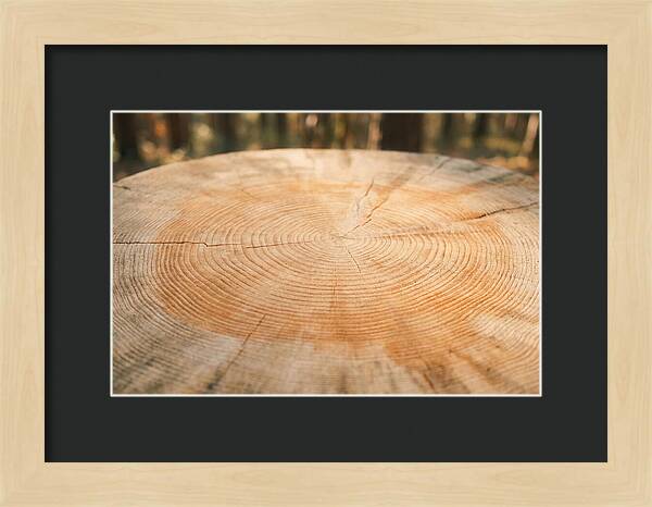 Tree Ring Cross Section